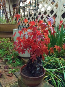 紅葉の盆栽