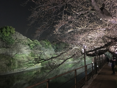 千鳥ヶ淵公園